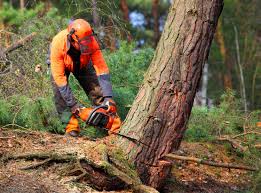 How Our Tree Care Process Works  in Marietta Alderwood, WA